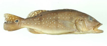 Image of Cichla jariina 