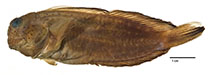 Image of Cirripectes jenningsi 