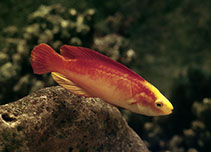 Image of Cirrhilabrus jordani (Flame wrasse)