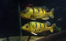 Image of Cichla kelberi 