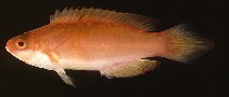 Image of Cirrhilabrus lanceolatus (Long-tailed wrasse)