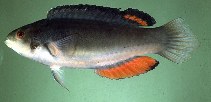 Image of Cirrhilabrus melanomarginatus (Blackfin fairy-warsse)