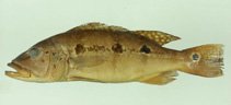 Image of Cichla mirianae 