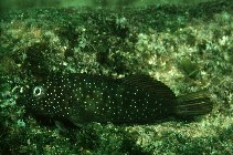 Image of Cirripectes quagga (Squiggly blenny)