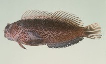 Image of Cirripectes randalli 