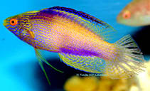 Image of Cirrhilabrus rhomboidalis (Rhomboid wrasse)