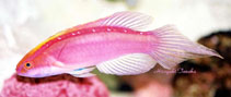 Image of Cirrhilabrus roseafascia (pink-banded fairy-warsse)