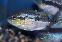 Image of Trichromis salvini (Yellow belly cichlid)