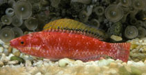 Image of Cirrhilabrus walshi (Samoan fairy wrasse)