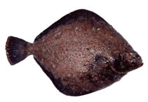 Image of Clidoderma asperrimum (Roughscale sole)