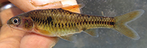 Image of Clypeobarbus bellcrossi (Gorgeous barb)