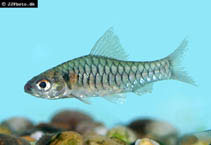 Image of Clypeobarbus congicus (Congo barb)