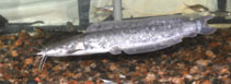 Image of Clarias dussumieri 