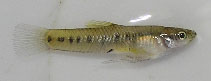 Image of Cnesterodon decemmaculatus (Ten spotted live-bearer)