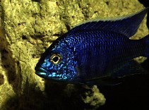 Image of Copadichromis azureus 