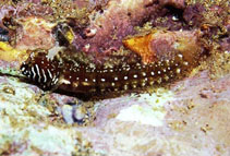 Image of Coralliozetus boehlkei (Barcheek blenny)