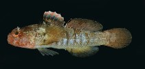 Image of Coryogalops bulejiensis (Thinbarred goby)