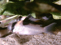 Image of Corydoras burgessi (Burgess\