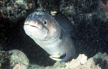 Image of Conger marginatus (Hawaiian mustache conger)