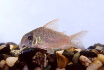 Image of Corydoras concolor (Slate cory)