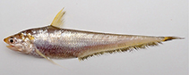 Image of Coilia grayii (Gray\