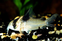 Image of Corydoras melanistius (Bluespotted corydoras)