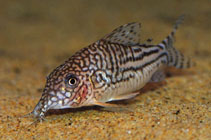 Image of Corydoras pinheiroi (Mario\