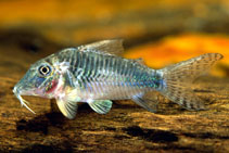 Image of Corydoras stenocephalus (Huangana cory)