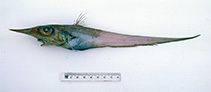 Image of Coelorinchus supernasutus (Supanose rattail)