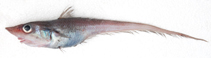 Image of Coelorinchus trunovi 