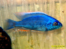 Image of Copadichromis verduyni 