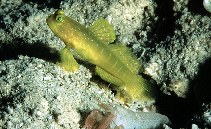 Image of Cryptocentrus cinctus (Yellow prawn-goby)