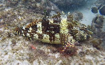 Image of Cristacirrhitus punctatus (Blackspotted hawkfish)