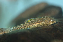 Image of Pseudogastromyzon myersi (Sucker-belly loach)