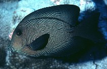 Image of Ctenochaetus hawaiiensis (Chevron tang)