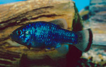 Image of Cyprinodon alvarezi (Potosi pupfish)