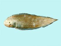 Image of Cynoglossus macrophthalmus (Big-eyed tongue-sole)