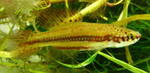 Image of Cynopoecilus melanotaenia 