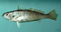 Image of Cynoscion nothus (Silver seatrout)