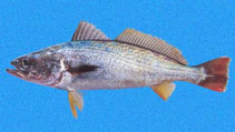 Image of Cynoscion reticulatus 