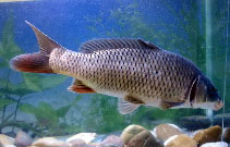 Image of Cyprinus rubrofuscus 