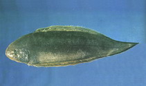 Image of Cynoglossus trigrammus 