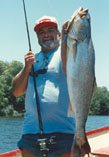 Image of Cynoscion xanthulus (Orangemouth weakfish)