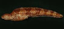 Image of Dadyanos insignis 