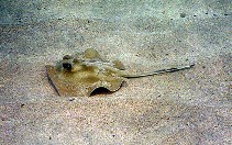 Image of Hypanus marianae (Brazilian large-eyed stingray)