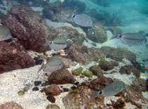 Image of Diplodus bellottii (Senegal seabream)