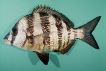 Image of Diplodus cervinus (Zebra seabream)