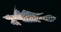 Image of Diplogrammus infulatus (Sawspine dragonet)