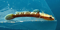 Image of Didogobius kochi 