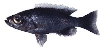 Image of Diplotaxodon macrops 